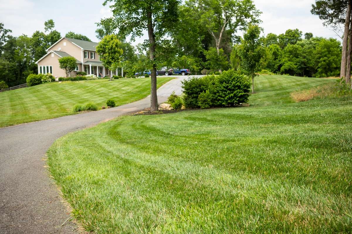 What's the Best Grass Seed for My Lawn in Northern Virginia?
